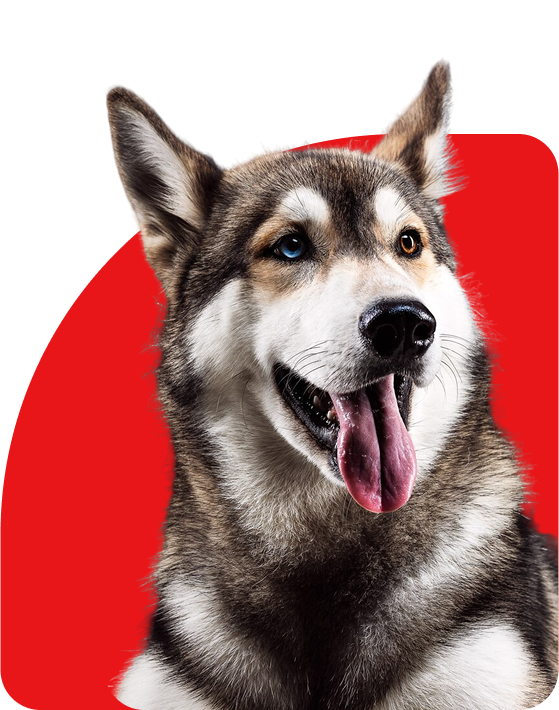 husky